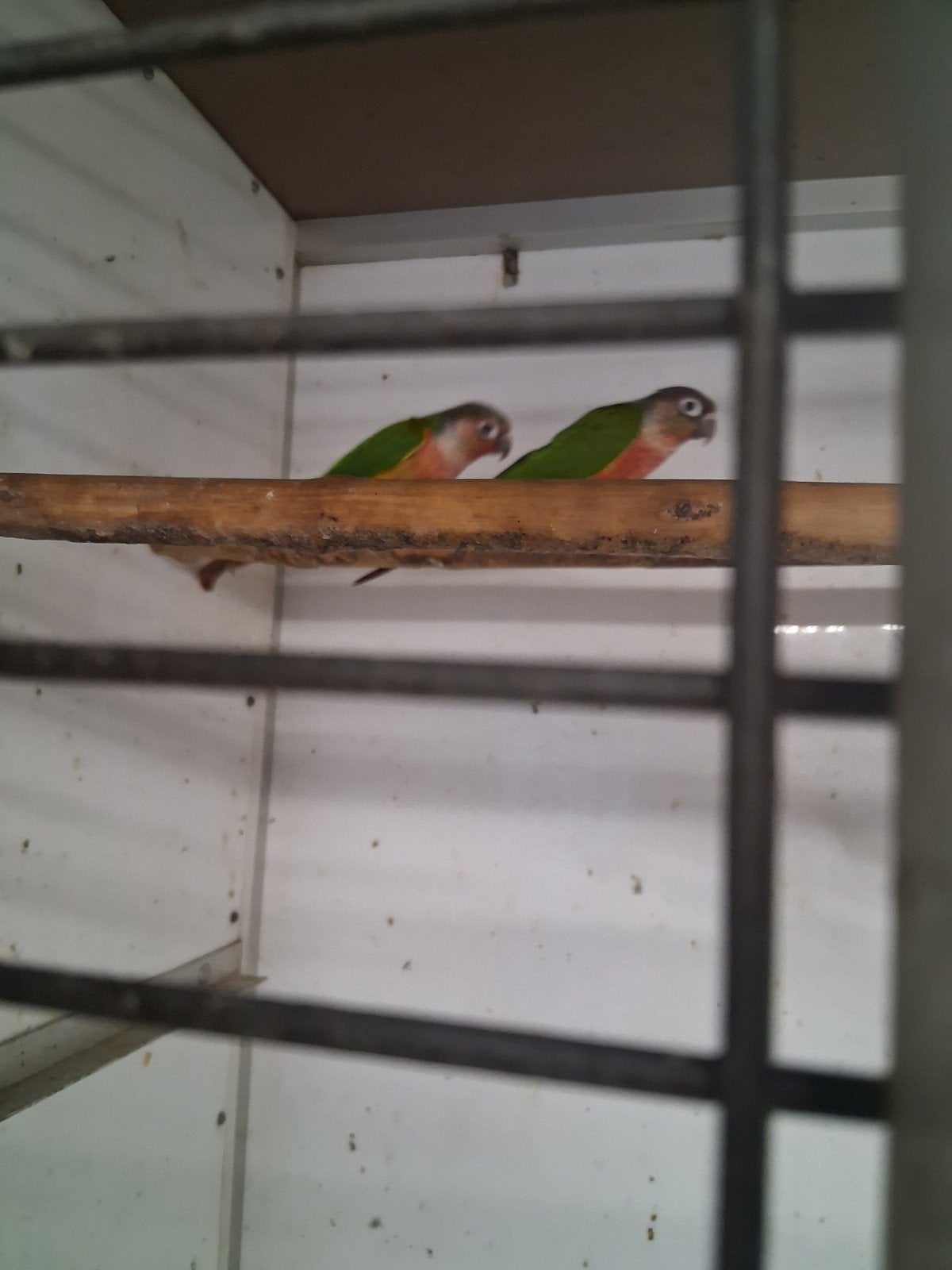 5 pyrrhura molinea red hypo