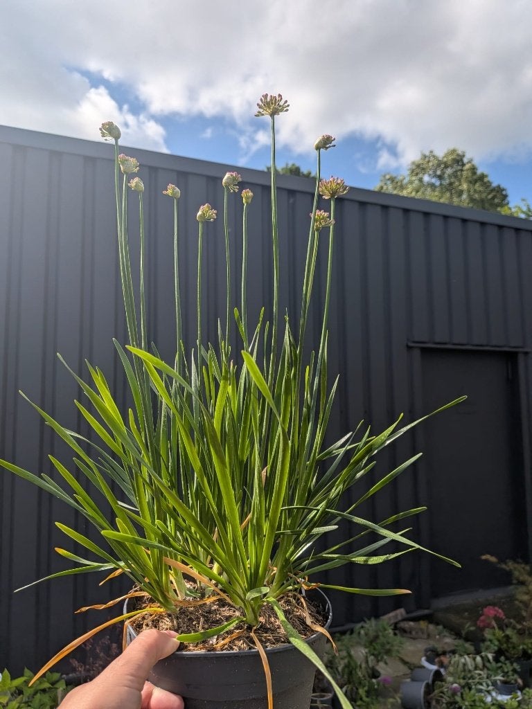 Allium 'Millenium' (Sierui) – 2 liter pot, Volle zon, Vaste plant, Zomer, Ophalen