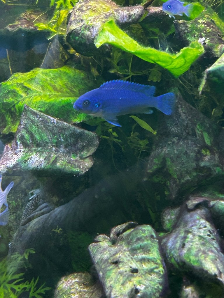 Te koop jonge malawi chiclide, Dieren en Toebehoren, Vissen | Aquariumvissen, Vis, Zoetwatervis