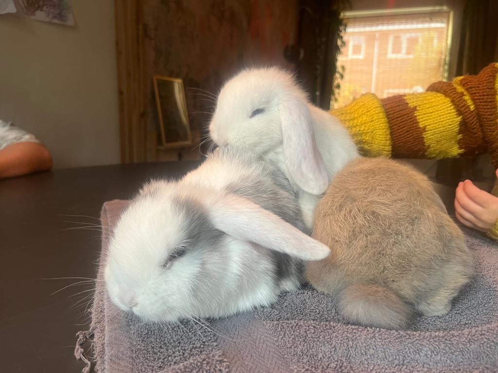 Hangoor konijnen te koop, Meerdere dieren, Dwerg, Hangoor, 0 tot 2 jaar