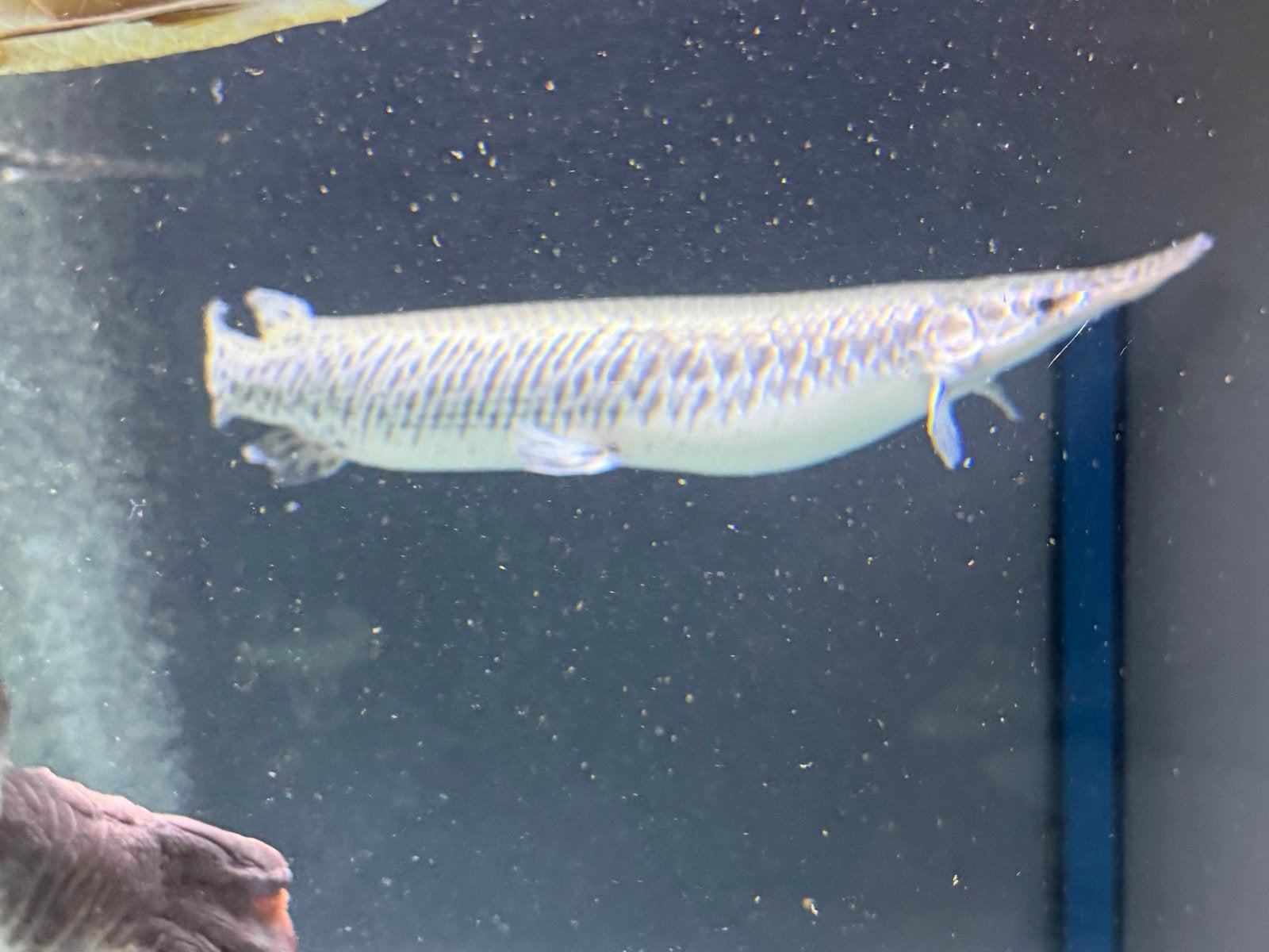 Spotted gar 50cm, Dieren en Toebehoren, Vissen | Aquariumvissen, Vis, Zoetwatervis