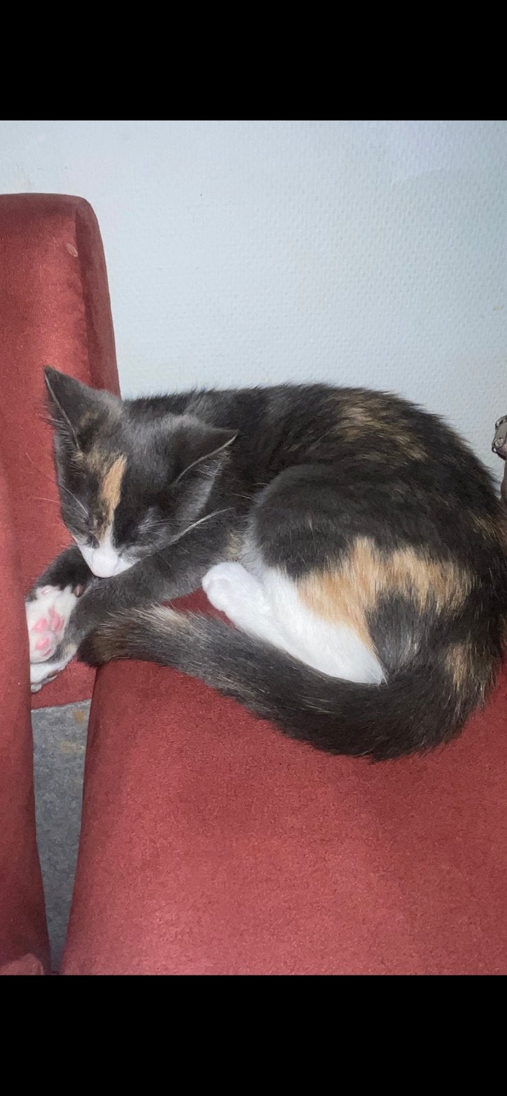 Gratis kat ter adoptie, Kat