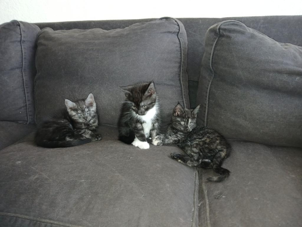 5 maine coon kittens die mogen verhuizen, Dieren en Toebehoren, Katten en Kittens | Raskatten | Langhaar, Meerdere dieren, Gechipt