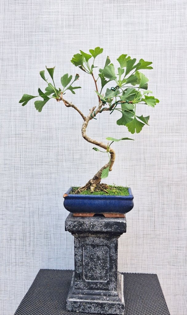 Bonsai Ginkgo Biloba - Tempelboom, In pot, Minder dan 100 cm, Bonsai, Groene kamerplant