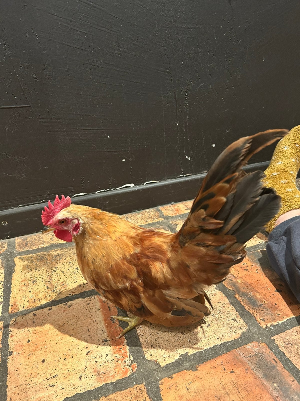 Chabo haantje, tam, Dieren en Toebehoren, Mannelijk, Kip