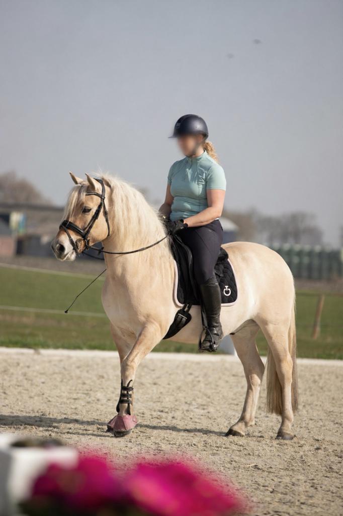 Te koop prachtige 4 jarige rodblakke Fjorden ruin, Dieren en Toebehoren, Paarden, Ruin, Zadelmak, Ontwormd, 3 tot 6 jaar