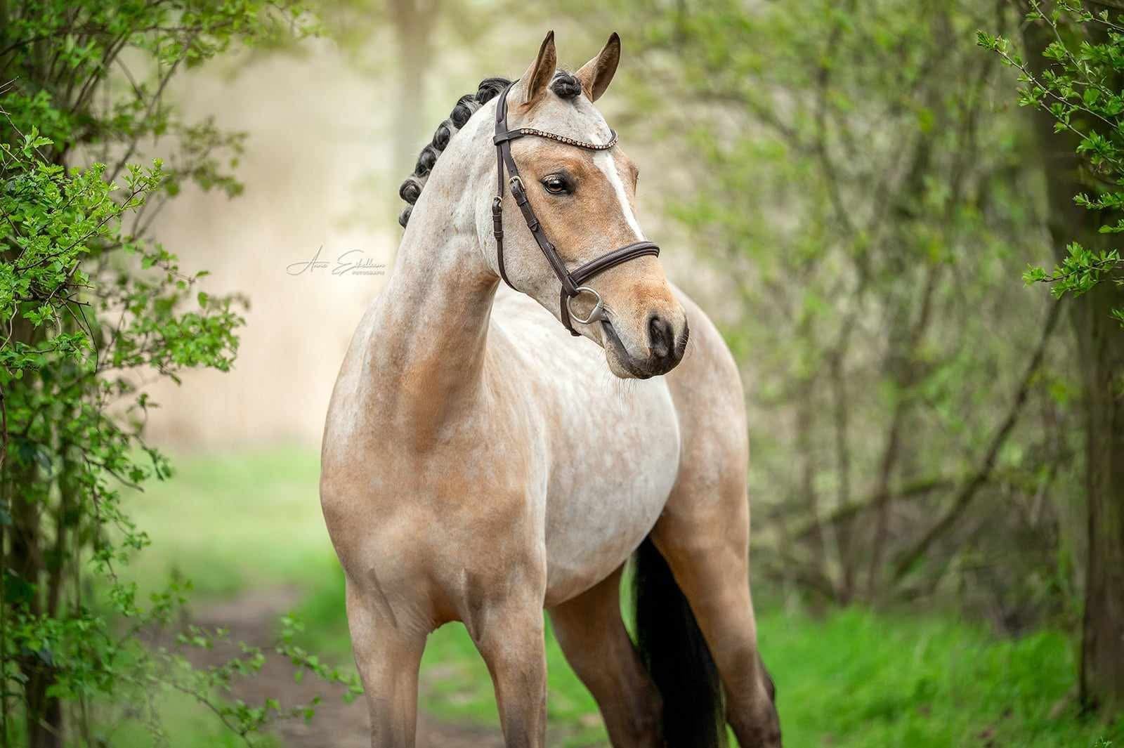 Paarden en pony’s scheren
