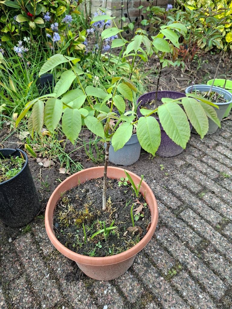 Walnotenboompjes, 20-40 cm hoog. Juglans regia. Okkernoot., Overige soorten, Minder dan 100 cm, Ophalen, Volle zon
