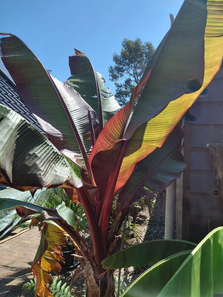 rode tuinbanaan ensete, Ophalen, Eenjarig, Overige soorten, Volle zon