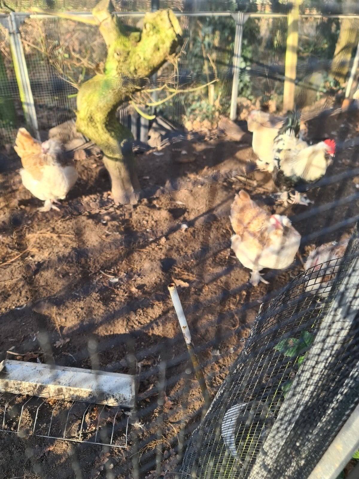 Faverolles broedeieren  franse grote, Dieren en Toebehoren, Pluimvee, Geslacht onbekend, Kip
