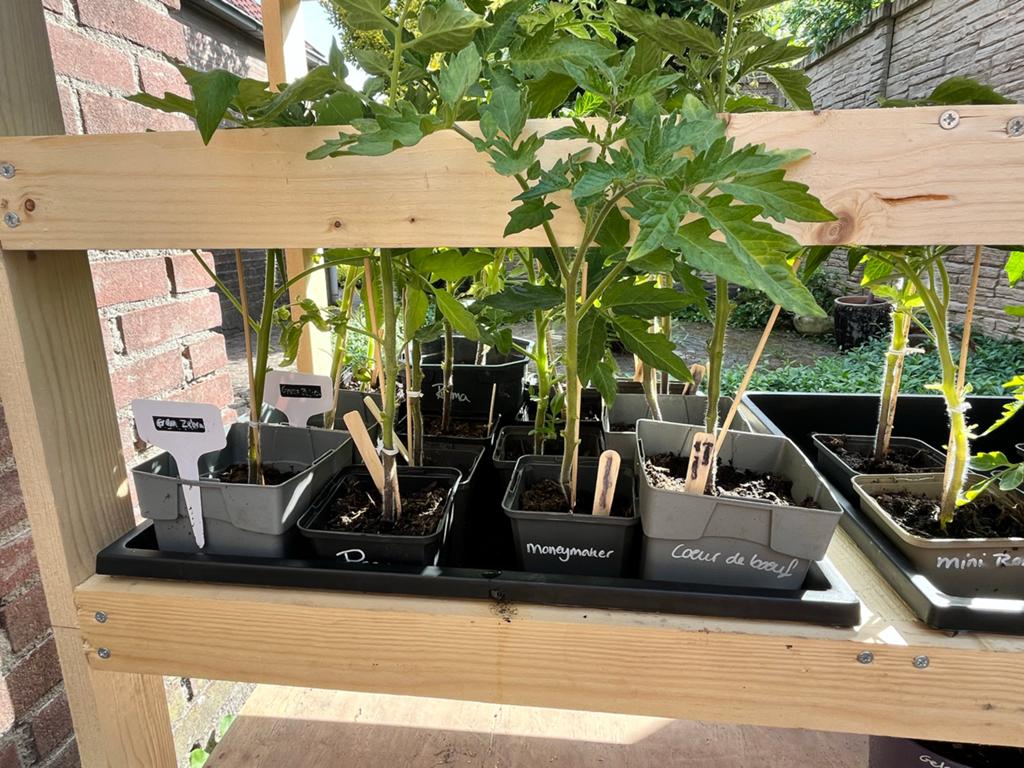 Diverse Tomatenplanten - Verschillende Soorten, Ophalen, Volle zon, Eenjarig, Zomer