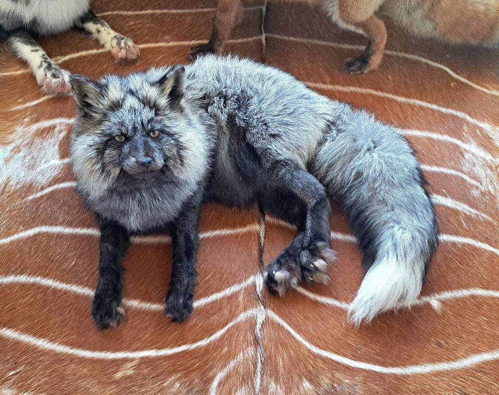 Opgezette Softmount vos taxidermy huid pels taxidermie, Ophalen of Verzenden, Zo goed als nieuw, Wild dier, Opgezet dier