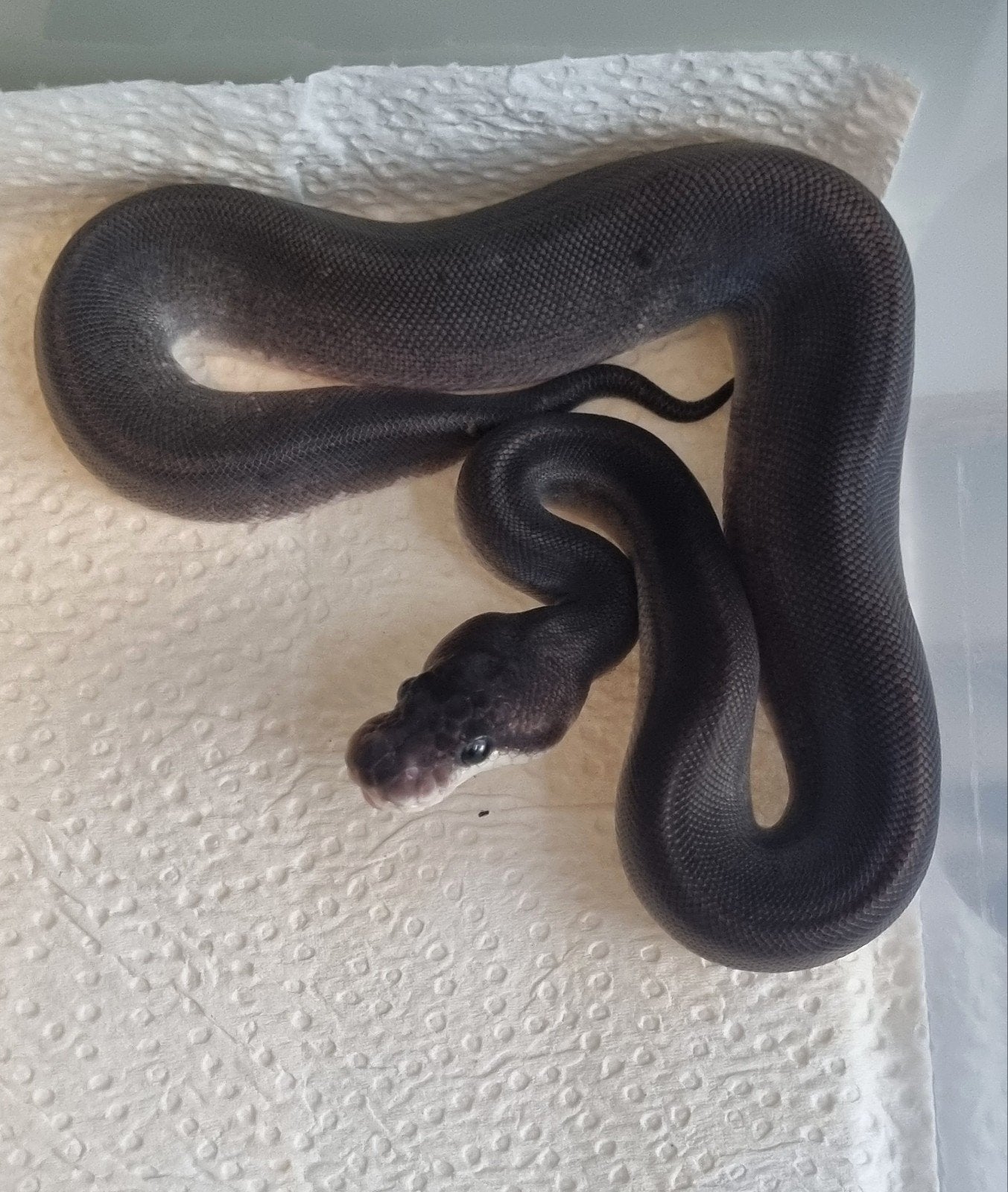 0.1 8 ball ( gravel spotnose clown ) koningspython Ball Python - female for sale from Rocking Reptiles