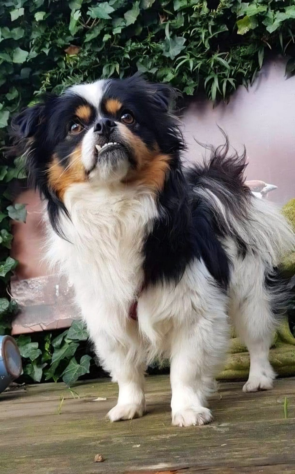 Schattig klein hondje 3-kleur, Dieren en Toebehoren, Overige Dieren, Oktober, Mannelijk