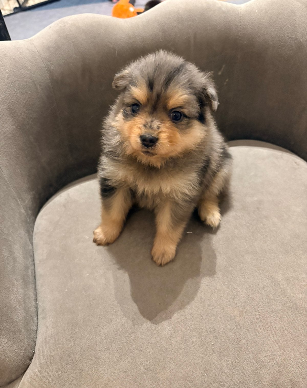 Pomeriaan pups merle tan, black en tan, Overige rassen, 8 tot 15 weken, Meerdere, Meerdere dieren