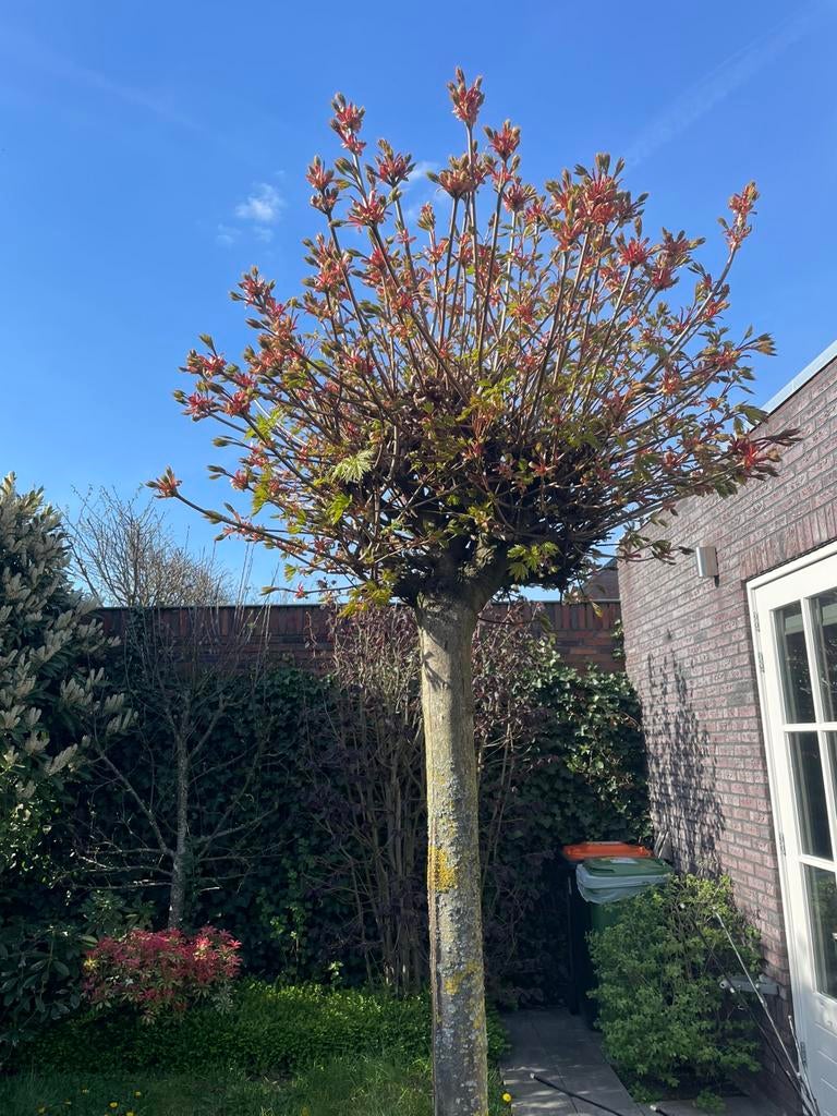 Bolvormige boom, Tuin en Terras, Planten | Bomen, Ophalen, Halfschaduw, 100 tot 250 cm