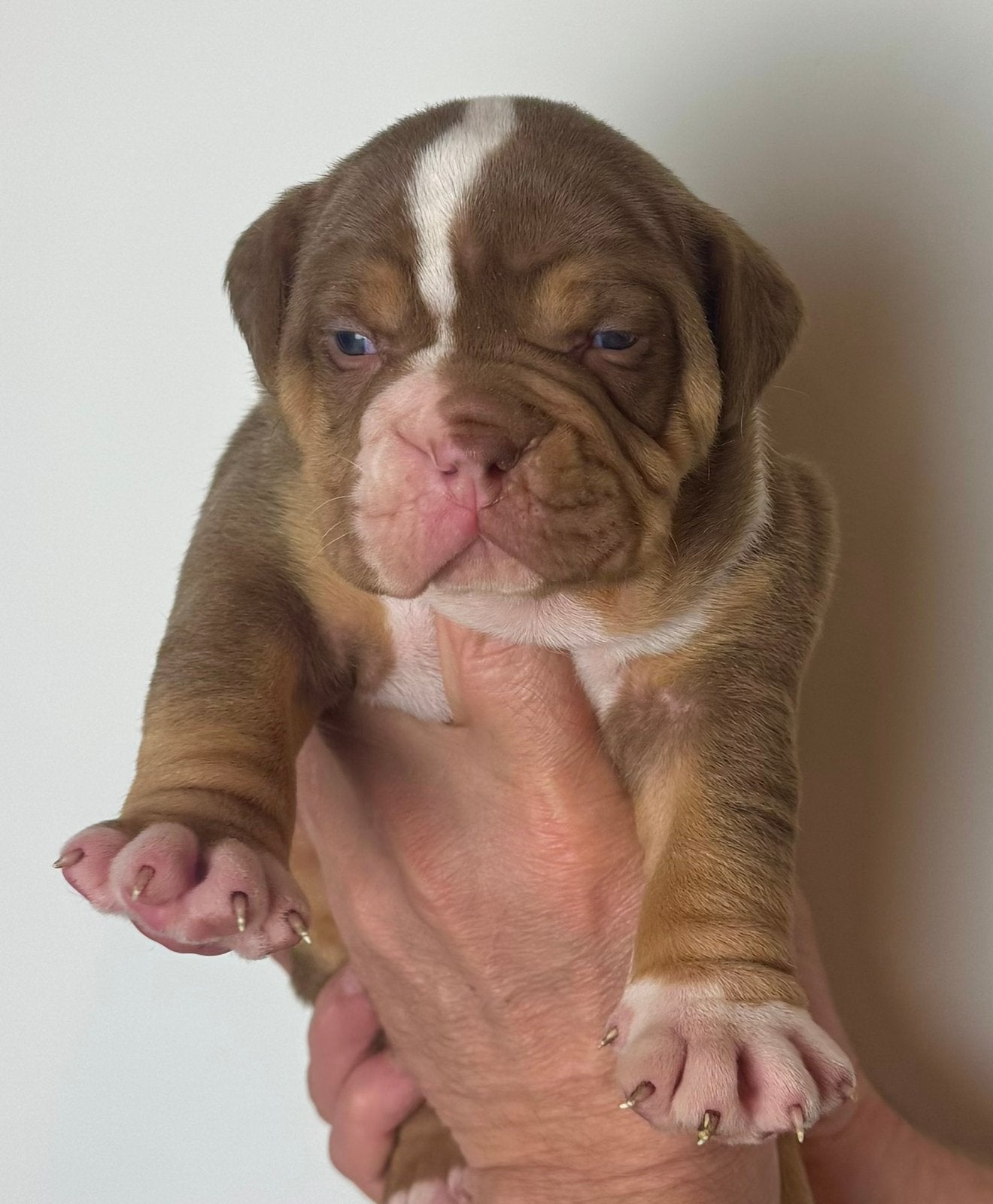Bullforce Old English Bulldog pups, Dieren en Toebehoren, Nederland, 8 tot 15 weken, Meerdere, Meerdere dieren