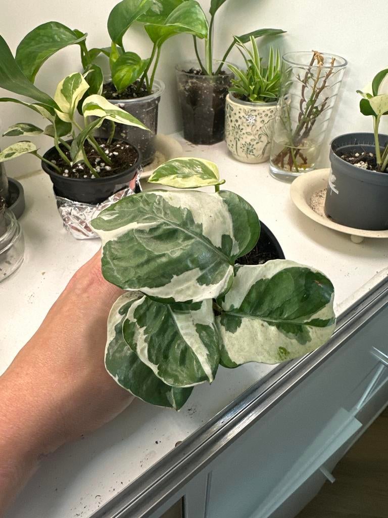 Epipremnum Njoy - Makkelijke Kamerplant #3, Ophalen, Overige soorten, Halfschaduw, In pot