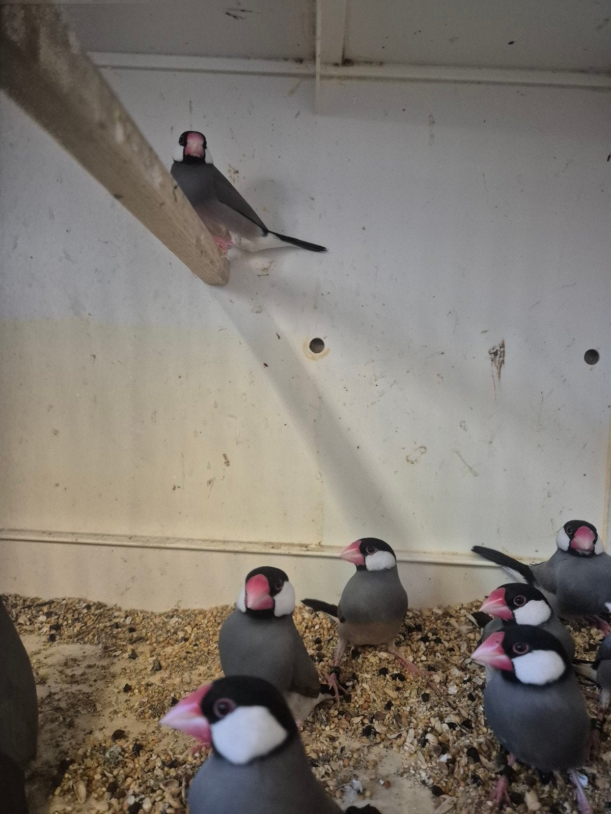 rijstvogels, Dieren en Toebehoren, Meerdere dieren