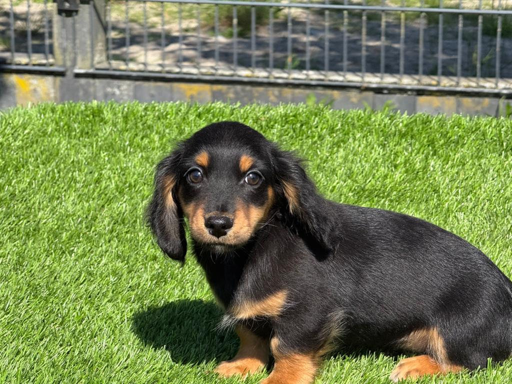 Langhaar langharige dwerg teckel pups, Dieren en Toebehoren, Parvo, Nederland, 8 tot 15 weken, Dwerg