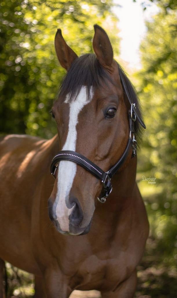 *Te koop: bijzonder braaf en eerlijk paard – 7 jaar, Dieren en Toebehoren, Paarden, Gechipt, Ruin, 7 tot 10 jaar, 160 tot 165 cm