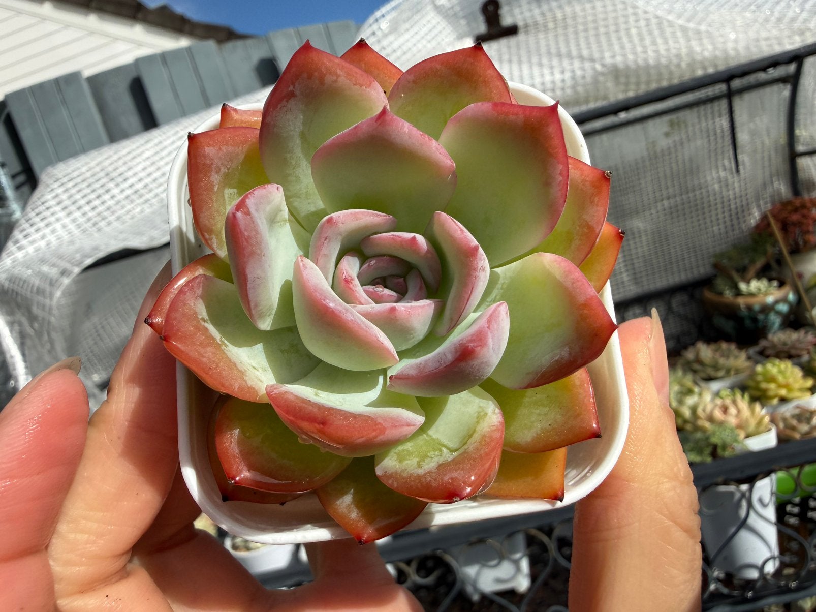 Echeveria “Jelly Moon Shadow”/pot 6.5cm/vetplant/succulent, Ophalen of Verzenden, Halfschaduw, Minder dan 100 cm