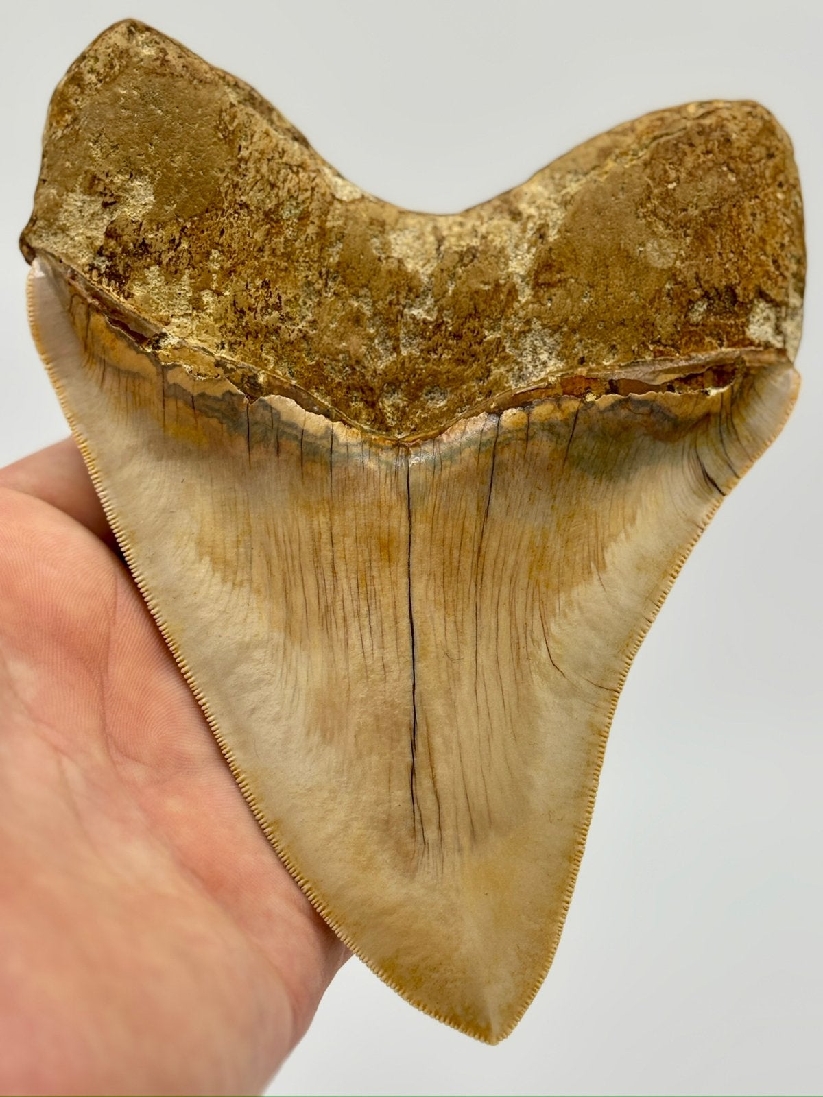 Dikke 5,76inch O.Megalodon, Verzamelen, Mineralen en Fossielen, Verzenden, Fossiel