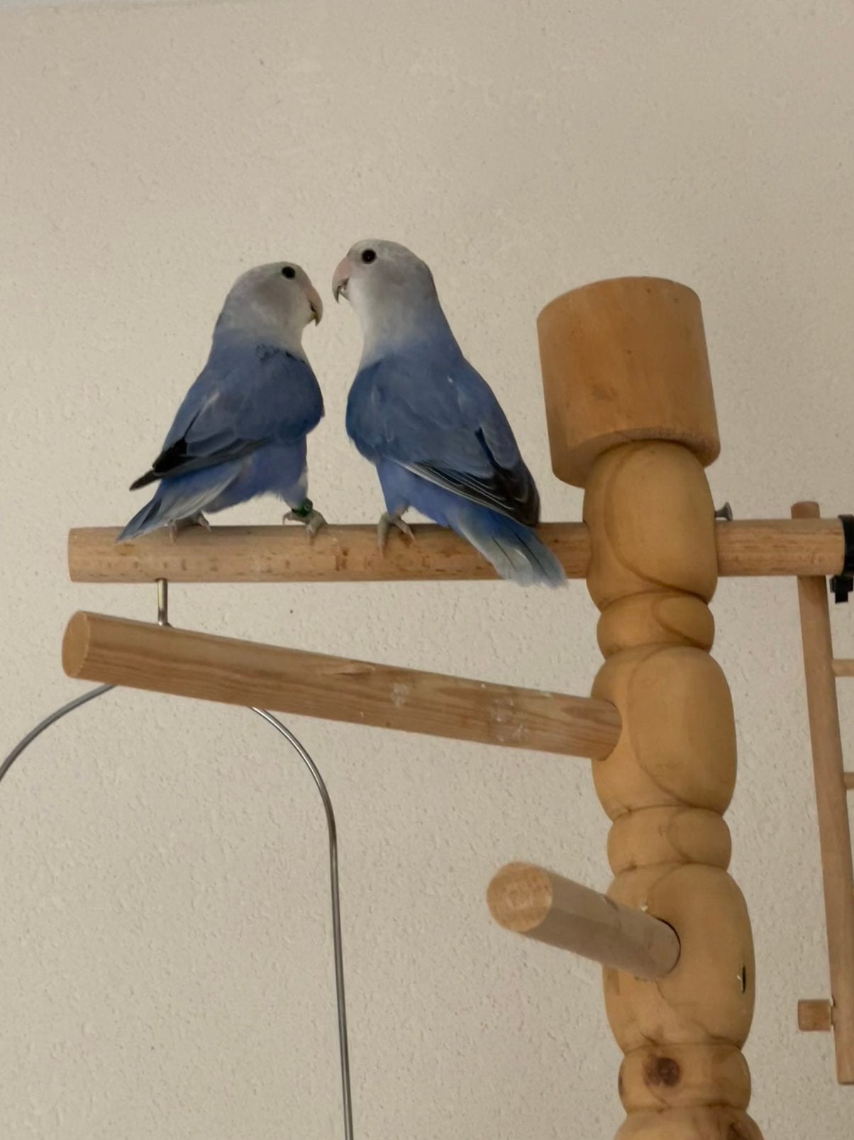 Prachtige en Jonge Agapornis Dwergpapegaai Lovebird Handtam, Dieren en Toebehoren, Vogels | Parkieten en Papegaaien, Meerdere dieren