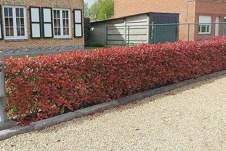 Mooie Photinia 'Little Robin Red' (Glansmispel, haagplant), Tuin en Terras, Ophalen, Overige soorten, 100 tot 250 cm