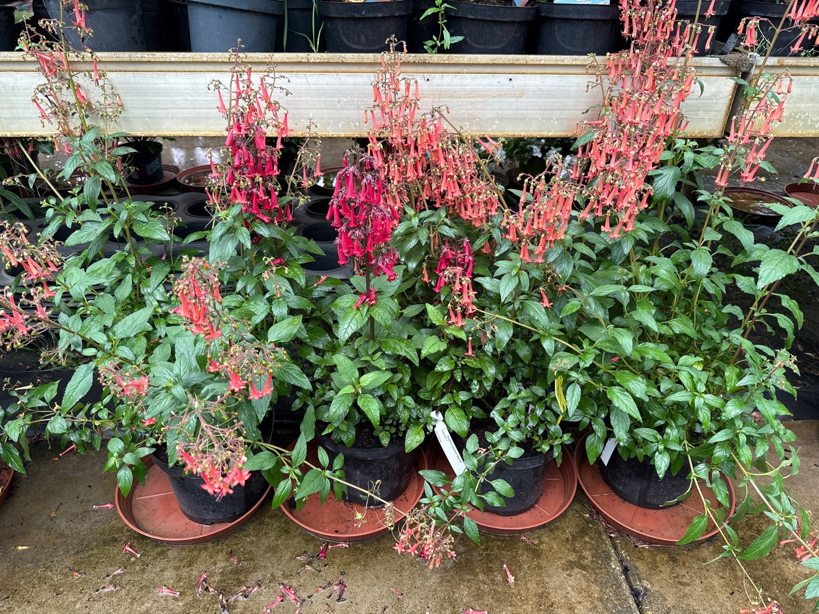 Kaapse fuchsia in 8 liter pot, Tuin en Terras, Vaste plant, Halfschaduw, Zomer, Ophalen