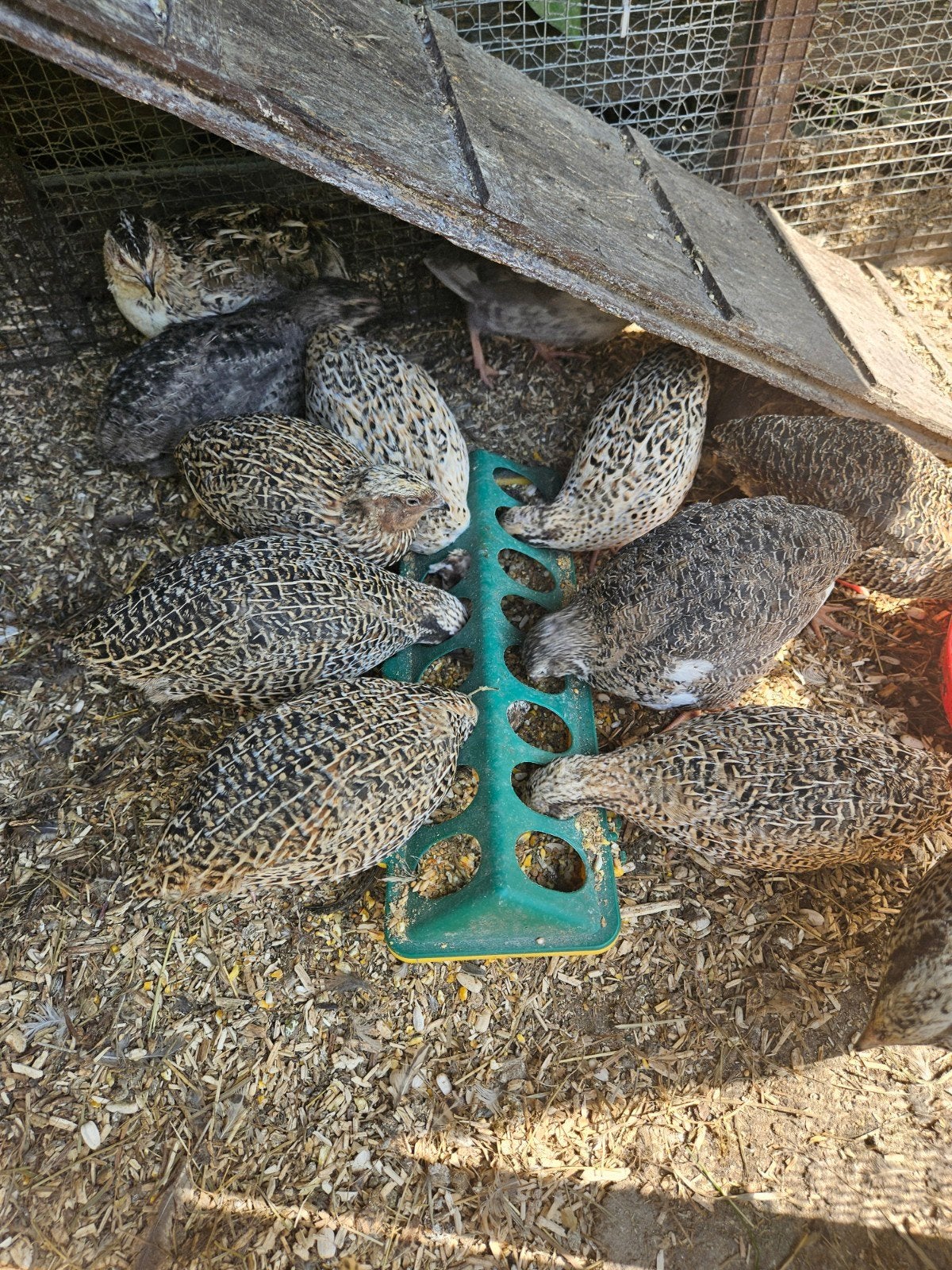 Jonge handtamme kwartelhennen van 9 weken, Dieren en Toebehoren, Pluimvee, Vrouwelijk, Kip