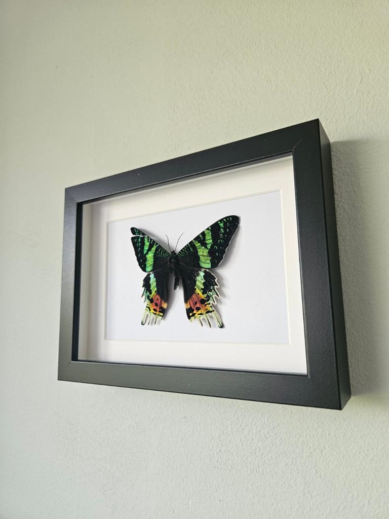 Vlinder in lijst, Ophalen of Verzenden, Nieuw, Insect, Opgezet dier