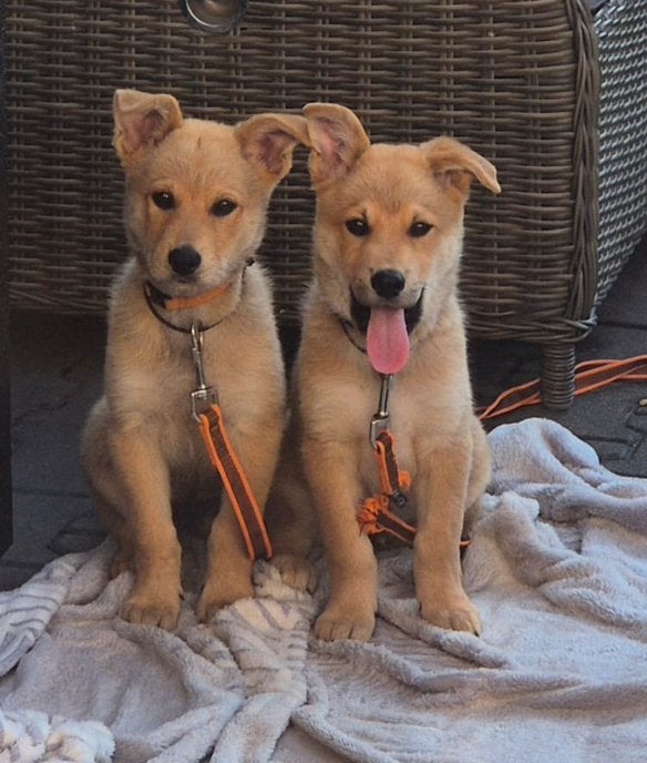 Herder x Eurasier puppy’s, Parvo, 8 tot 15 weken, Meerdere, Meerdere dieren