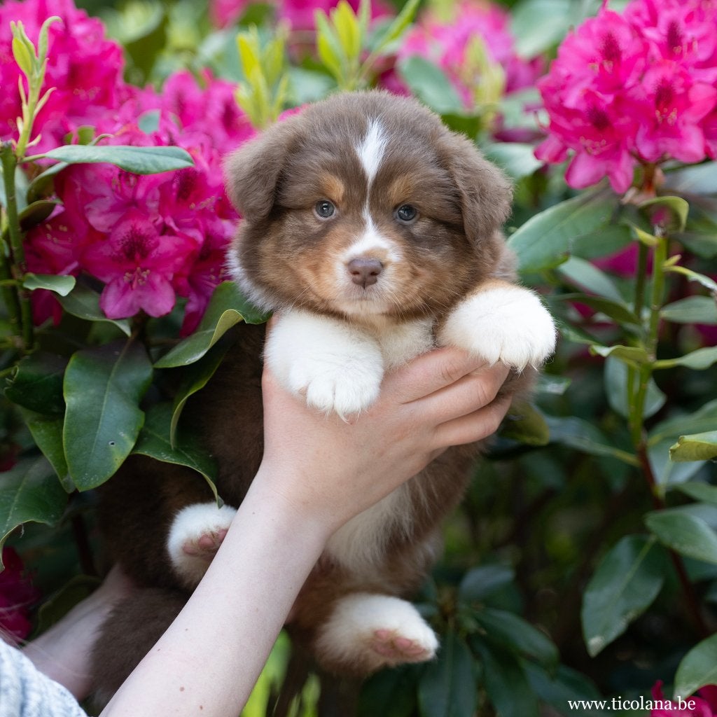 Australische herder / Australian shepherd pups, Dieren en Toebehoren, Parvo, België, Particulier, 8 tot 15 weken