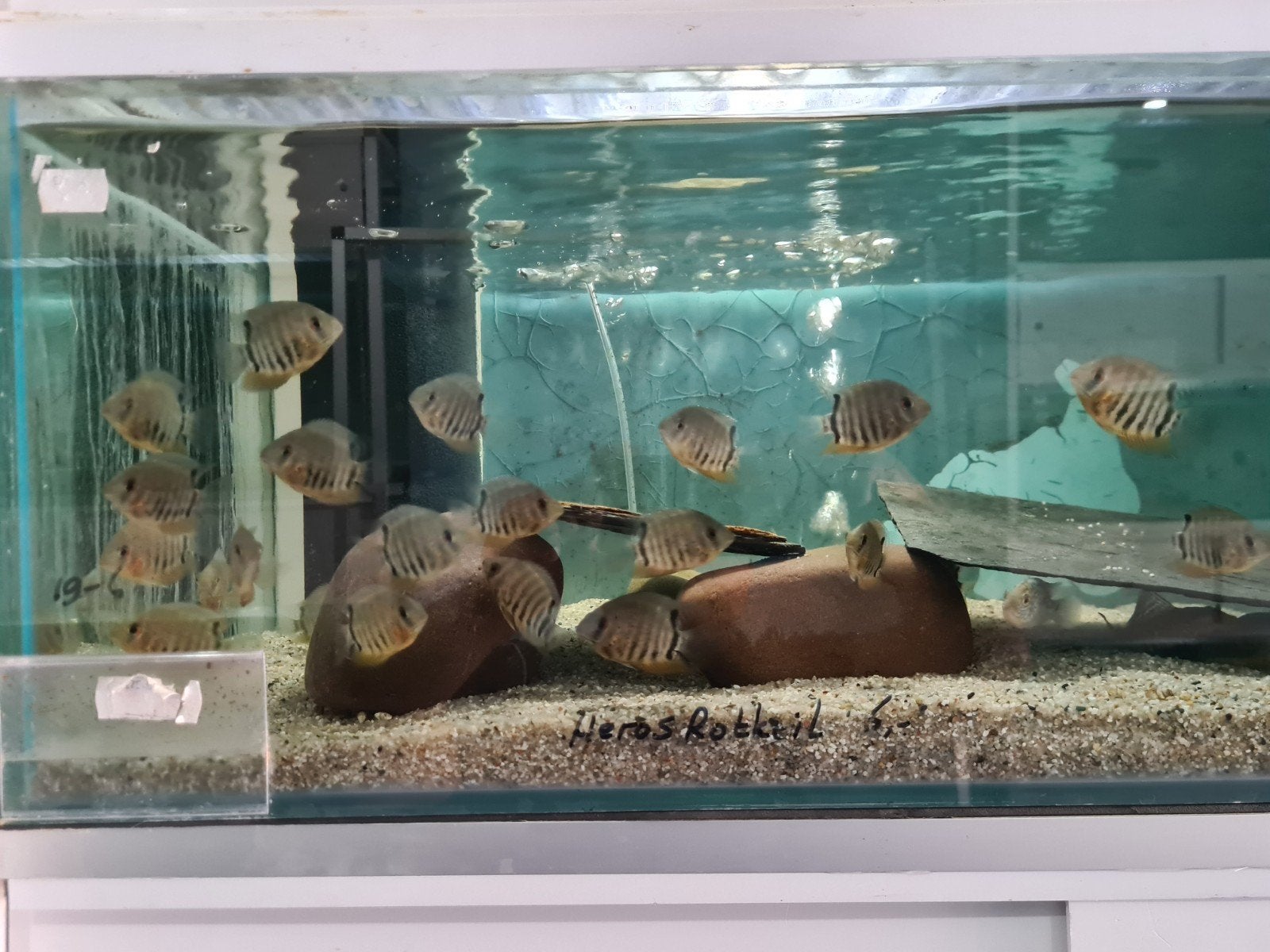 Heros Rotkeil Cichliden, Dieren en Toebehoren, Vis, Zoetwatervis