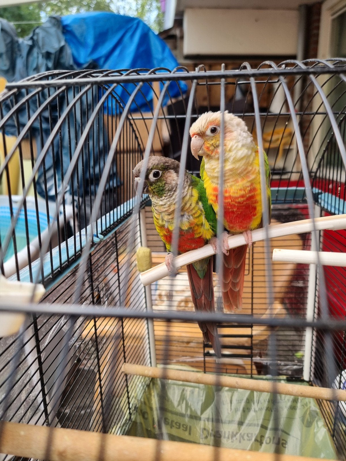 Een koppel tamme vogels, Meerdere dieren, Parkiet