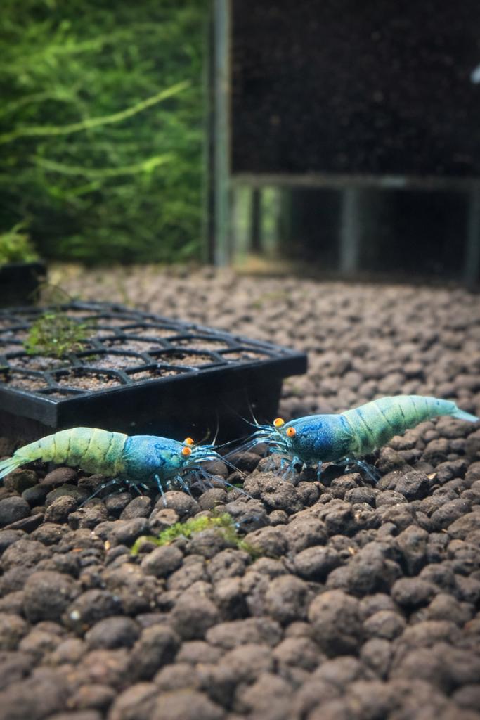 Bleu bolt orange eye's, Dieren en Toebehoren, Vis