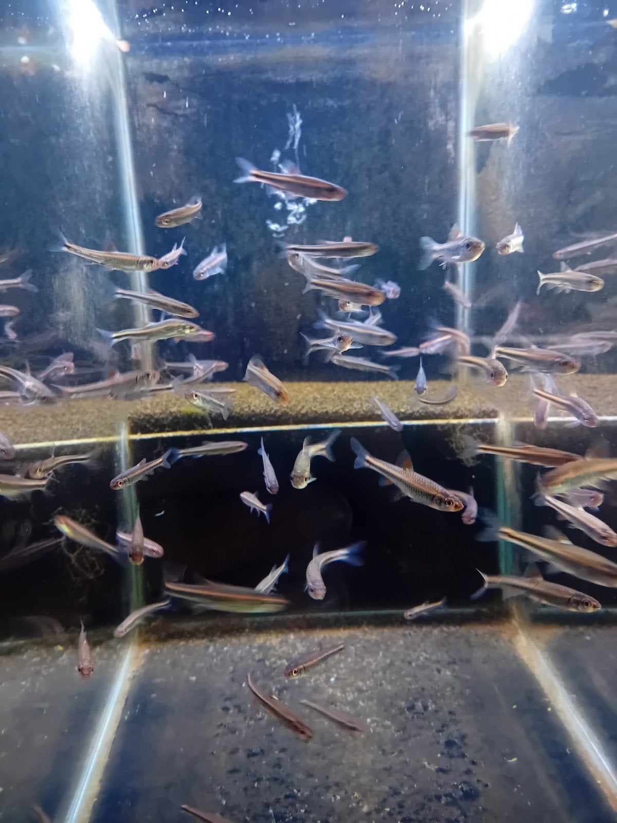 rainbowshiners Goedkoopste van Nederland, Dieren en Toebehoren, Karper of Koi