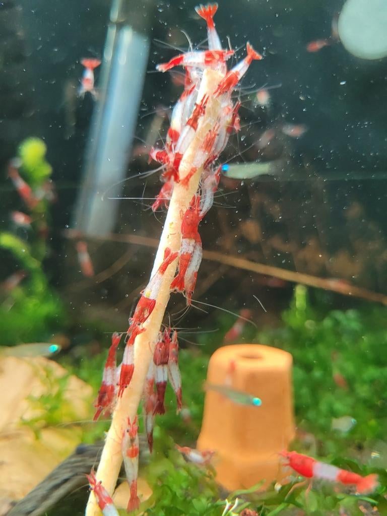 Hobbyaquarium Red Rilli High grade grade, Kreeft, Krab of Garnaal, Zoetwatervis, Schoolvis
