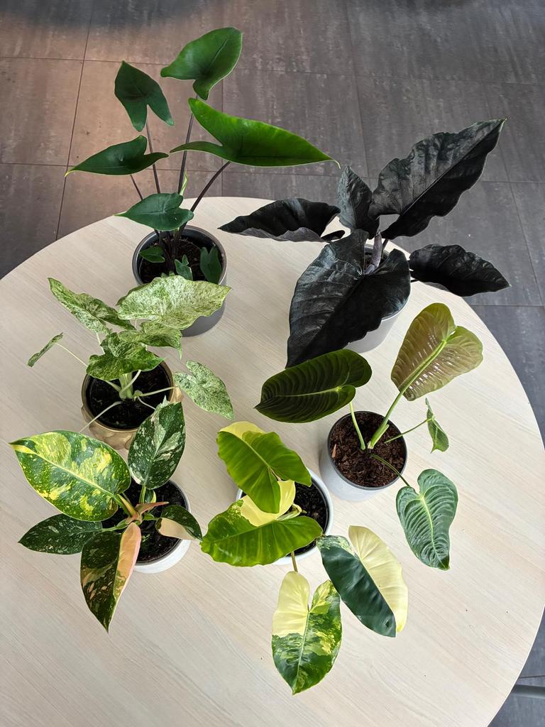 6 plants 120€ alocasia philodendron variegated anthurium, Huis en Inrichting, Ophalen of Verzenden, Halfschaduw, Minder dan 100 cm