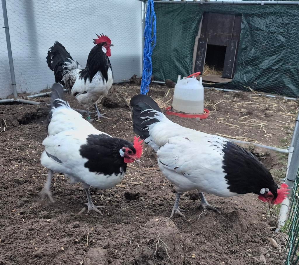 Lakenfelder kuikens, Dieren en Toebehoren, Geslacht onbekend, Kip