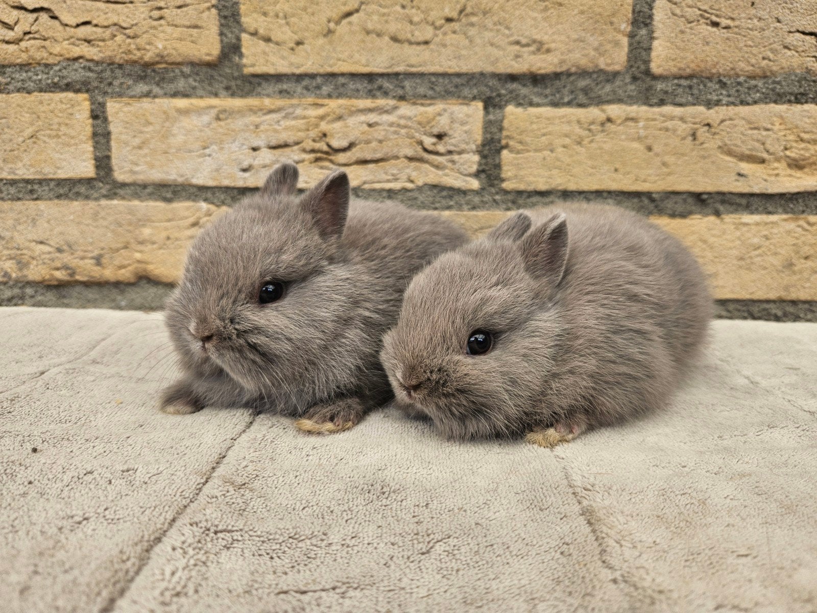 Jonge kleurdwerg koppeltje, Dieren en Toebehoren, Konijnen, Dwerg