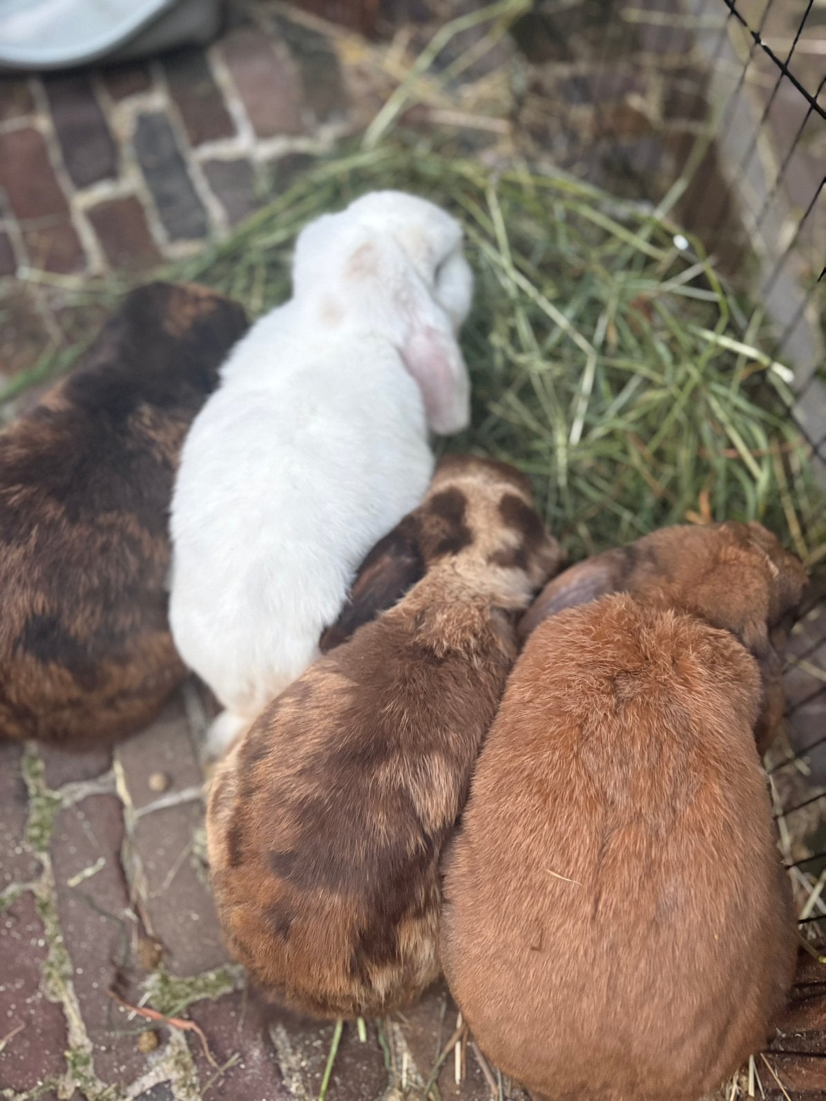 5 minilop konijnen (3voedsters 2rammen) incl hok accessoires, Dieren en Toebehoren, Meerdere dieren, Overige soorten