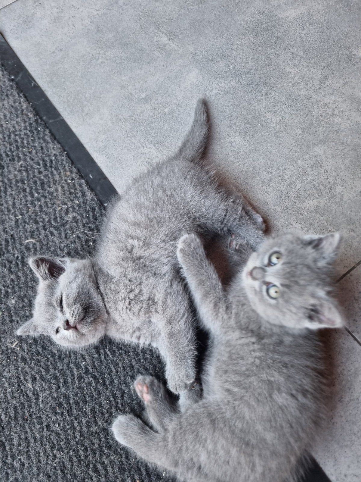 Britse korthaar kittens katten, Meerdere dieren, Ontwormd