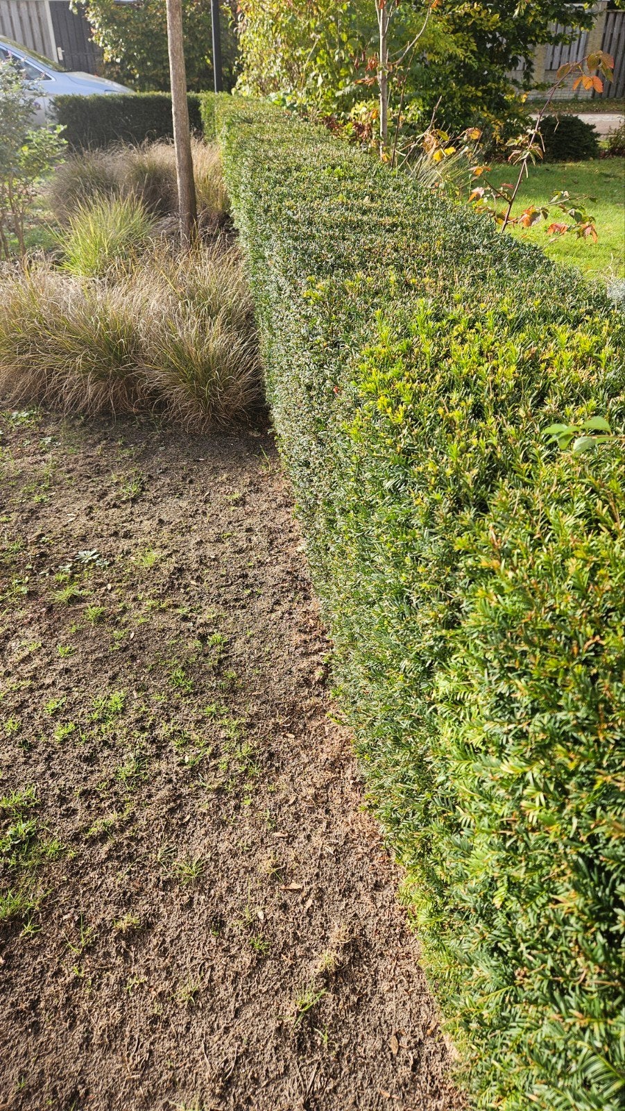 Taxushaag - 15 meter haagplanten, Vaste plant, Bloeit niet, Halfschaduw, Ophalen