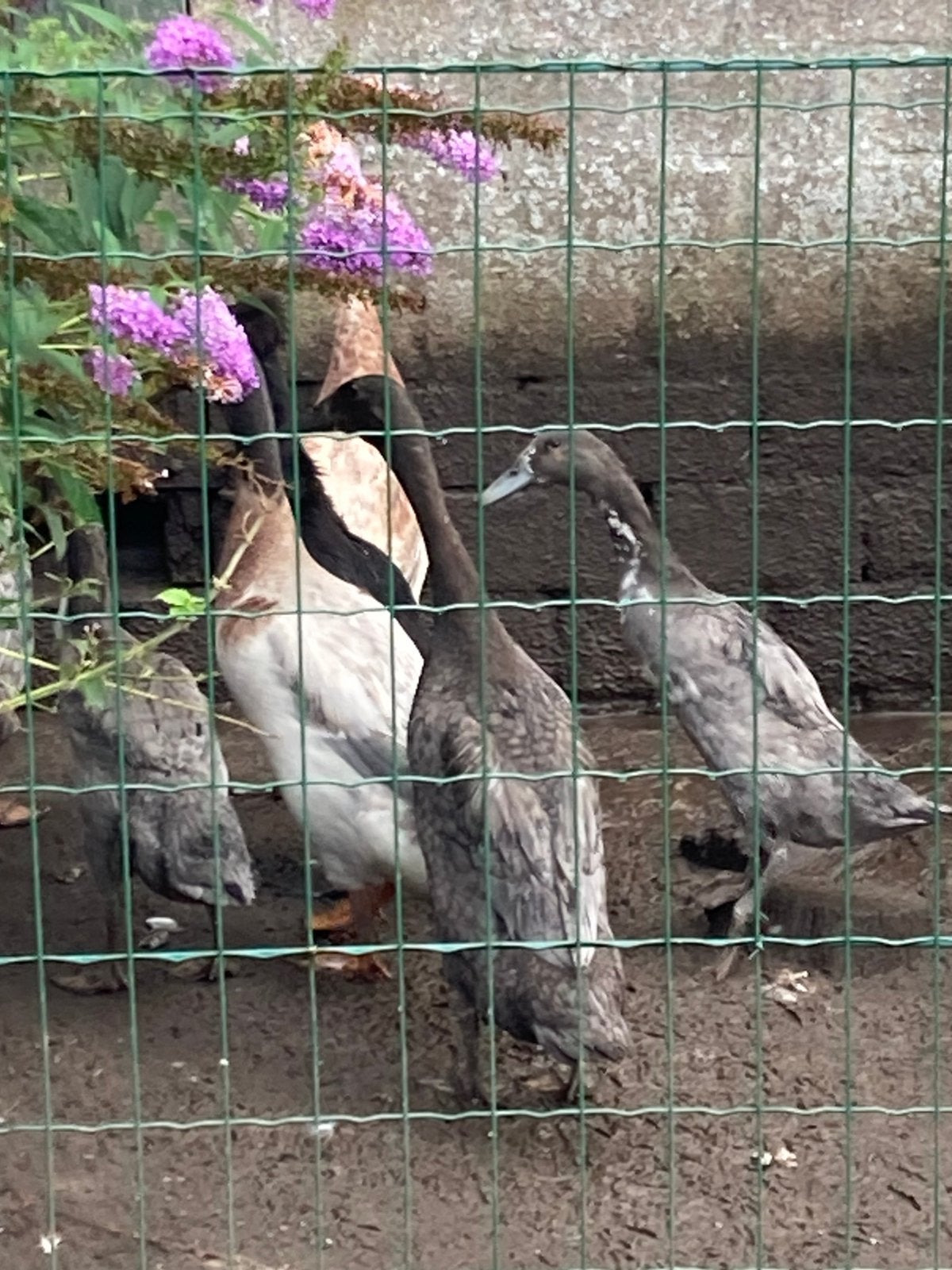 Loopeenden, Meerdere dieren, Eend