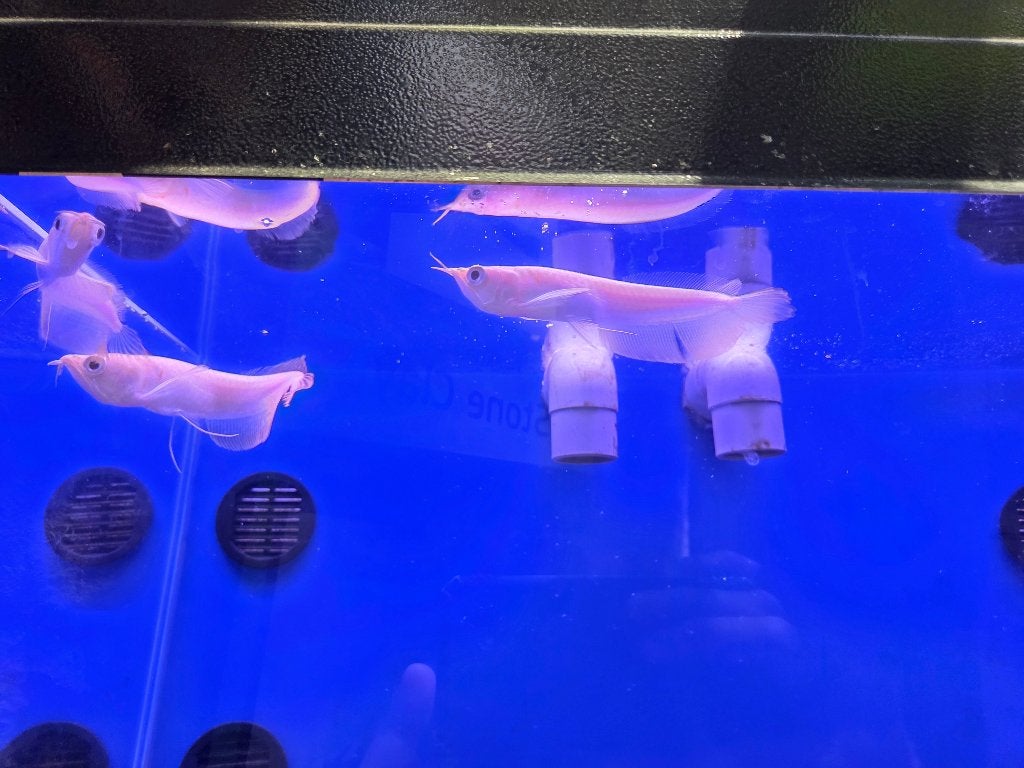 Albino arowana - Osteoglossum bicirrhosum, Dieren en Toebehoren, Vissen | Aquariumvissen, Vis, Zoetwatervis