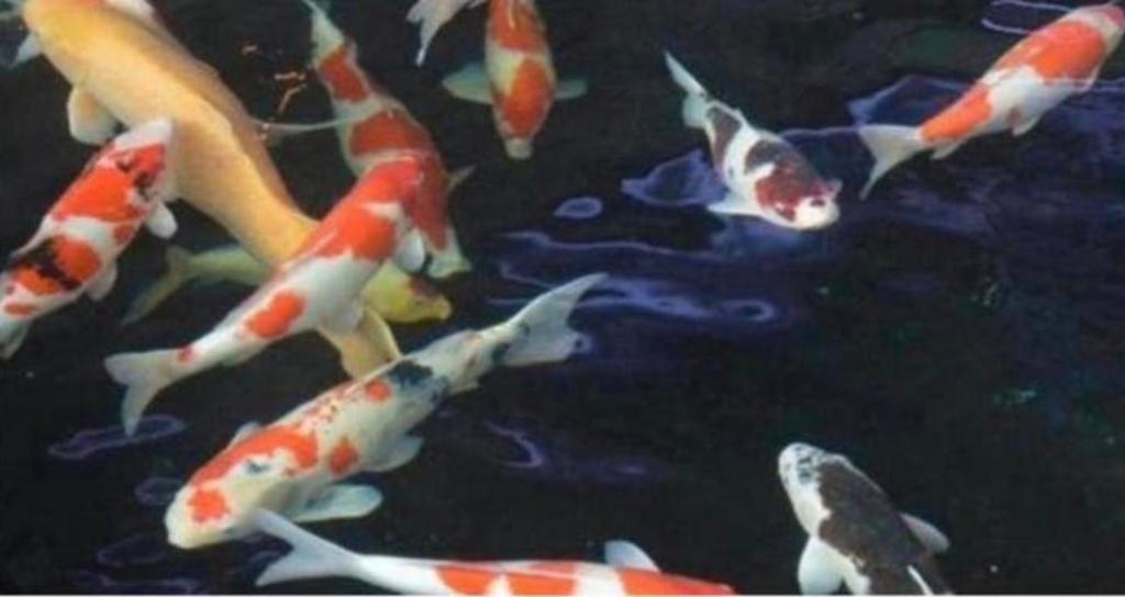 Koi vissen en steur te koop gevraagd., Karper of Koi