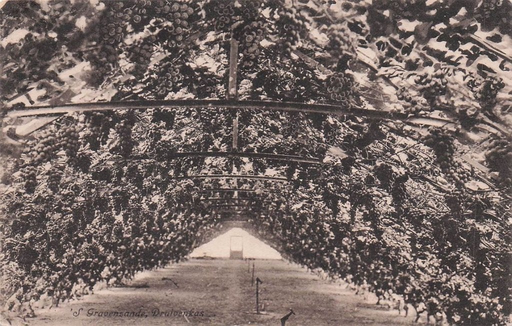702-143-031 S Gravenzande Druivenkas, Verzenden, Voor 1920, Zuid-Holland