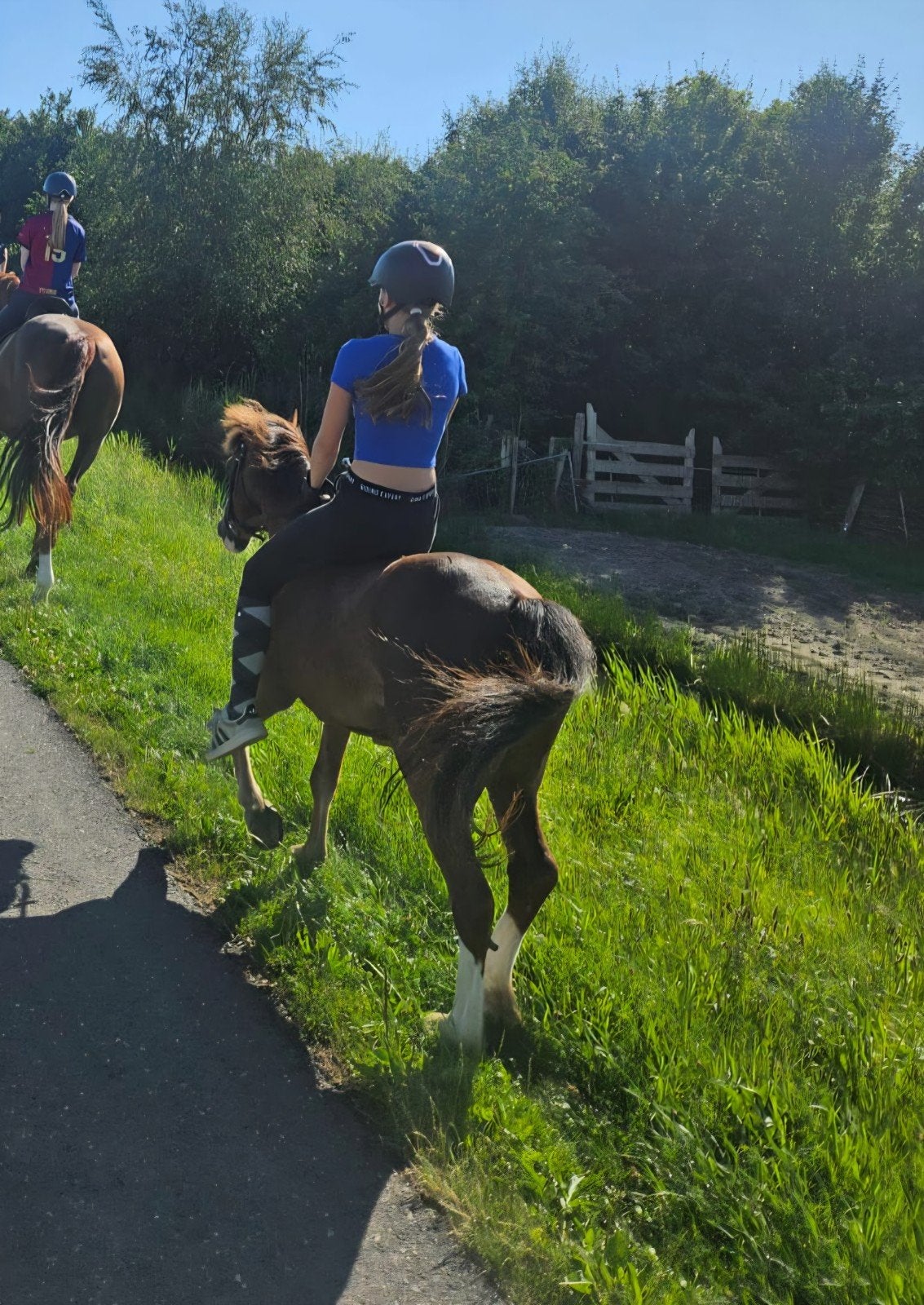 Verozrg paard of pony gezocht verzorger aangeboden!, Dieren en Toebehoren, Paarden en Pony's | Overige Paardenspullen, Ophalen of Verzenden